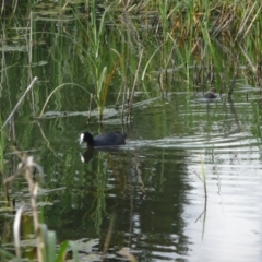 Fulica atra (Eurasian Coot) at Holder Wetlands - 6 Dec 2021 by AJB