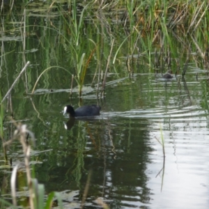 Fulica atra at Coombs, ACT - 6 Dec 2021 06:12 PM