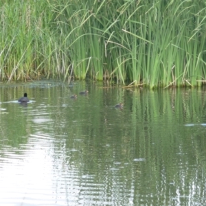 Fulica atra at Coombs, ACT - 6 Dec 2021 06:12 PM