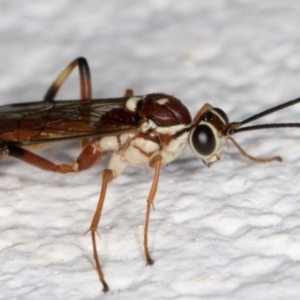 Ichneumonidae (family) at Melba, ACT - 24 Sep 2021