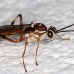 Ichneumonidae (family) (Unidentified ichneumon wasp) at Melba, ACT - 24 Sep 2021 by kasiaaus