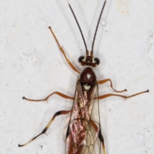 Ichneumonidae (family) at Melba, ACT - 24 Sep 2021 11:54 PM