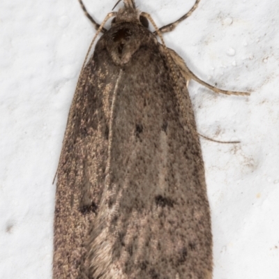 Eulechria convictella (Eulechria convictella) at Melba, ACT - 25 Sep 2021 by kasiaaus