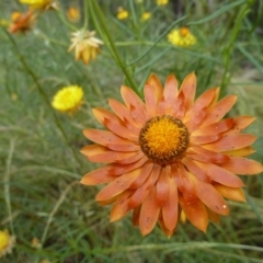 Xerochrysum viscosum (Sticky Everlasting) at Hackett, ACT - 5 Dec 2021 by UserYYUcWrIf