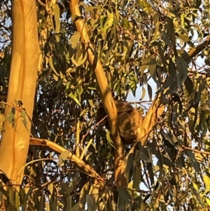 Phascolarctos cinereus at Beechworth, VIC - 6 Dec 2021 08:05 PM