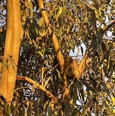 Phascolarctos cinereus (Koala) at Beechworth, VIC - 6 Dec 2021 by Alburyconservationcompany