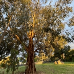 Phascolarctos cinereus at Beechworth, VIC - 6 Dec 2021 08:05 PM