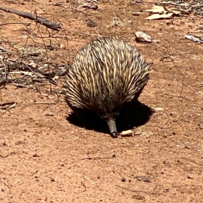Tachyglossus aculeatus (Short-beaked Echidna) at Suttons Dam - 3 Dec 2021 by KL