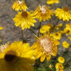 Xerochrysum viscosum (Sticky Everlasting) at Suttons Dam - 3 Dec 2021 by KL