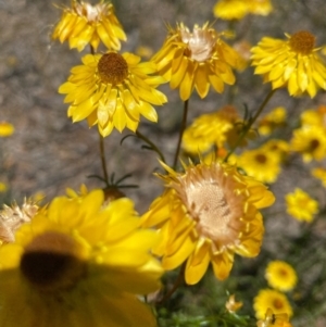 Xerochrysum viscosum at Fentons Creek, VIC - 3 Dec 2021 02:31 PM