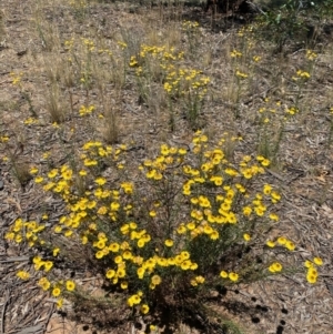 Xerochrysum viscosum at Fentons Creek, VIC - 3 Dec 2021 02:31 PM