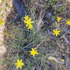 Tricoryne elatior (Yellow Rush Lily) at Suttons Dam - 3 Dec 2021 by KL