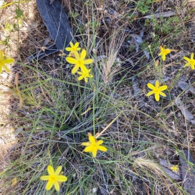 Tricoryne elatior (Yellow Rush Lily) at Fentons Creek, VIC - 3 Dec 2021 by KL