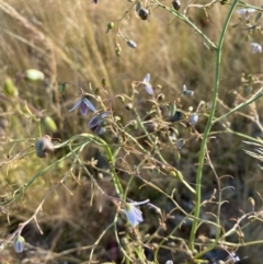 Dianella sp. (Flax Lily) at Fentons Creek, VIC - 4 Dec 2021 by KL