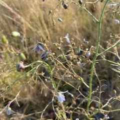 Dianella sp. (Flax Lily) at Suttons Dam - 3 Dec 2021 by KL