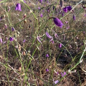 Arthropodium fimbriatum at Fentons Creek, VIC - 5 Dec 2021