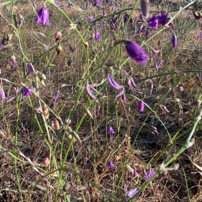 Arthropodium fimbriatum (Nodding Chocolate Lily) at Suttons Dam - 4 Dec 2021 by KL