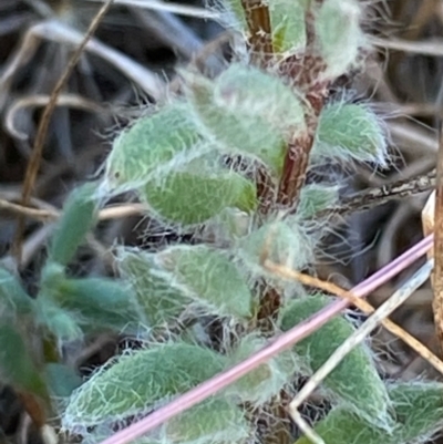 Unidentified Plant at Fentons Creek, VIC - 4 Dec 2021 by KL