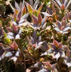 Astroloma humifusum (Cranberry Heath) at Fentons Creek, VIC - 4 Dec 2021 by KL