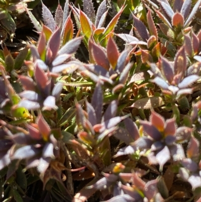 Astroloma humifusum (Cranberry Heath) at Suttons Dam - 4 Dec 2021 by KL