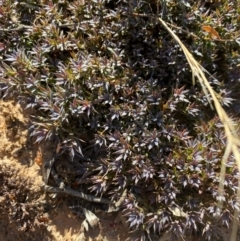 Styphelia humifusum at Fentons Creek, VIC - 5 Dec 2021 09:31 AM