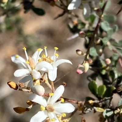 Bursaria spinosa (Native Blackthorn, Sweet Bursaria) at Suttons Dam - 4 Dec 2021 by KL