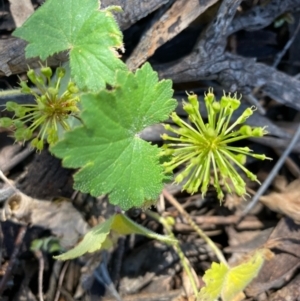 Hydrocotyle laxiflora at Fentons Creek, VIC - 5 Dec 2021