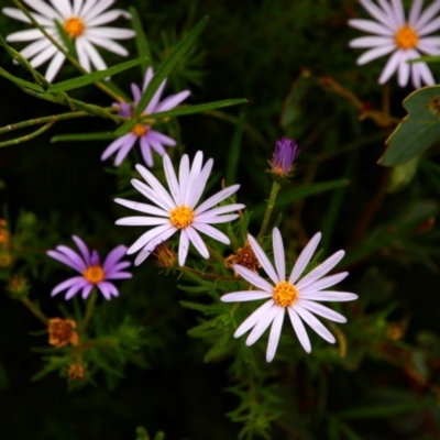 Olearia tenuifolia (Narrow-leaved Daisybush) at Namadgi National Park - 6 Dec 2021 by MB