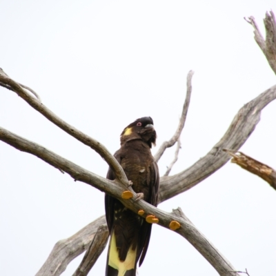 Zanda funerea (Yellow-tailed Black-Cockatoo) at Namadgi National Park - 6 Dec 2021 by MB