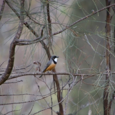 Pachycephala rufiventris (Rufous Whistler) at Namadgi National Park - 6 Dec 2021 by MB