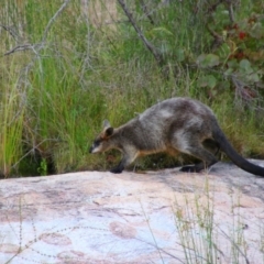 Wallabia bicolor (Swamp Wallaby) at Namadgi National Park - 6 Dec 2021 by MB