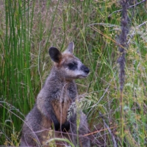 Wallabia bicolor at Tennent, ACT - 6 Dec 2021