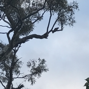 Callocephalon fimbriatum at O'Malley, ACT - suppressed