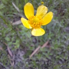 Ranunculus sp. (Buttercup) at Warrawidgee, NSW - 10 Nov 2021 by MB