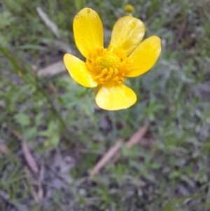 Ranunculus sp. at Warrawidgee, NSW - 10 Nov 2021 06:50 PM