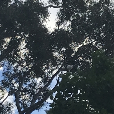 Cacatua galerita (Sulphur-crested Cockatoo) at O'Malley, ACT - 6 Dec 2021 by Tapirlord