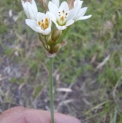 Nothoscordum borbonicum (Onion Weed) at Warrawidgee, NSW - 10 Nov 2021 by MB