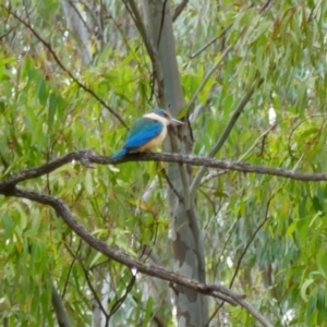 Todiramphus sanctus (Sacred Kingfisher) at Carrathool, NSW by MB