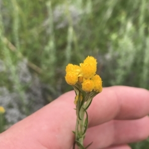 Chrysocephalum semipapposum at Yaouk, NSW - 28 Nov 2021