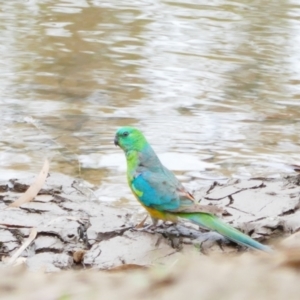 Psephotus haematonotus at Narrandera, NSW - 6 Nov 2021