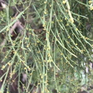 Exocarpos strictus at Yaouk, NSW - 28 Nov 2021