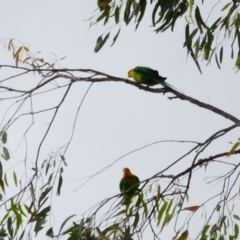 Polytelis swainsonii (Superb Parrot) at Narrandera, NSW - 6 Nov 2021 by MB