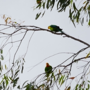 Polytelis swainsonii (Superb Parrot) at Narrandera, NSW by MB