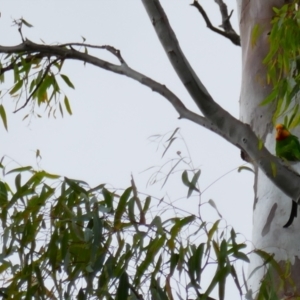 Polytelis swainsonii at Narrandera, NSW - suppressed