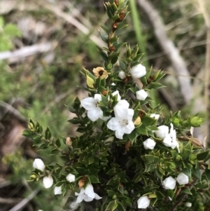 Epacris breviflora at Yaouk, NSW - 28 Nov 2021 11:07 AM