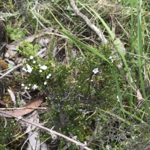 Epacris breviflora at Yaouk, NSW - 28 Nov 2021