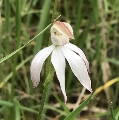 Caladenia moschata (Musky Caps) at Yaouk, NSW - 28 Nov 2021 by Tapirlord