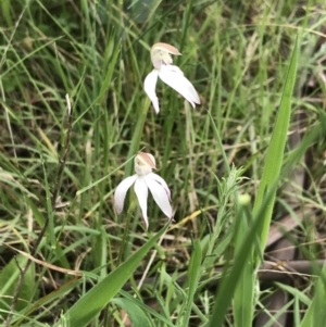 Caladenia moschata at Yaouk, NSW - 28 Nov 2021