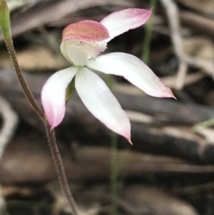 Caladenia moschata (Musky Caps) at Yaouk, NSW - 28 Nov 2021 by Tapirlord