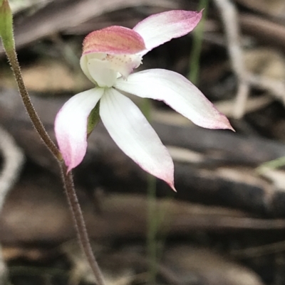 Caladenia moschata (Musky Caps) at Scabby Range Nature Reserve - 28 Nov 2021 by Tapirlord
